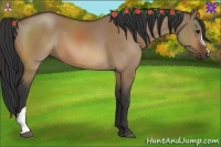 Horse Color:Bay Dun 