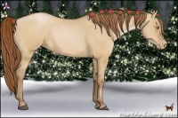 Horse Color:Bay Pearl Dun 