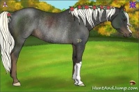 Horse Color:Liver Chestnut Rabicano 