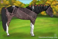 Horse Color:Black Ice Tobiano