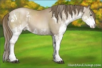 Horse Color:Black Pearl Splash and Black Pearl Splash