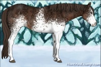 Horse Color:White Spotted Liver Chestnut Ice 