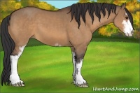Horse Color:Bay Dun Sabino