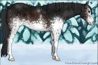 Horse Color:White Spotted Brown Ice 