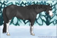 Horse Color:Black Sabino 