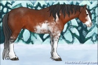 Horse Color:Brown Sabino Splash