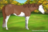 Horse Color:Chestnut Splash