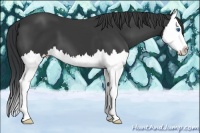 Horse Color:Black Splash