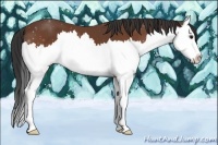 Horse Color:Bay Splash 