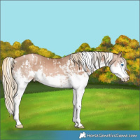 Horse Color:White Spotted Liver Chestnut Pearl Splash  and White Spotted Liver Chestnut Pearl Splash 