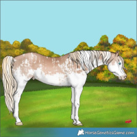 Horse Color:White Spotted Liver Chestnut Pearl Splash and White Spotted Liver Chestnut Pearl Splash