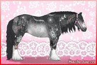 Horse Color:Buckskin Chinchilla and Buckskin Chinchilla