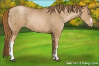 Horse Color:Liver Chestnut Pearl  and Liver Chestnut Pearl 