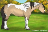 Horse Color:Buckskin Dun Tobiano 