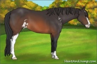 Horse Color:Brown Sabino 