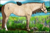 Horse Color:Bay Pearl Dun  and Bay Pearl Dun 