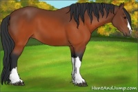 Horse Color:Brown 