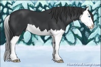 Horse Color:Black Splash