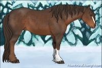 Horse Color:Liver Chestnut 