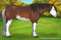 Horse Color:Bay Splash 