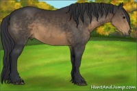 Horse Color:Brown Sabino 
