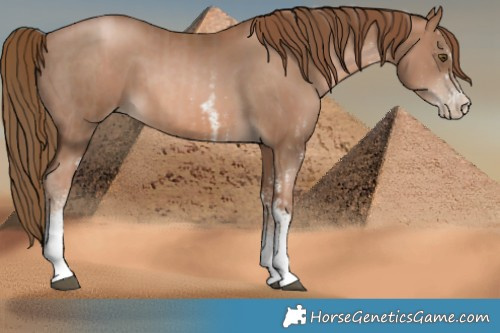 Horse Color:White Spotted Liver Chestnut Pearl  and White Spotted Liver Chestnut Pearl 