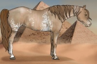 Horse Color:White Spotted Liver Chestnut Pearl  and White Spotted Liver Chestnut Pearl 