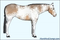 Horse Color:White Spotted Bay Roan Dun