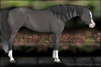Horse Color:Black Splash