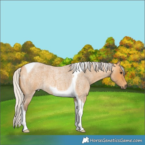 Horse Color:Silver Buckskin Roan Tobiano 