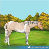 Horse Color:Silver Buckskin Roan Tobiano 