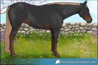 Horse Color:Liver Chestnut Rabicano 
