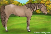 Horse Color:Black Pearl  and Black Pearl 