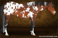 Horse Color:White Spotted Bay Sabino Appaloosa