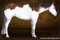 Horse Color:Bay Sabino Splash 