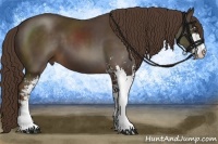 Horse Color:Liver Chestnut Sabino 