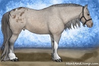 Horse Color:Bay Dun Sabino Tobiano Appaloosa 