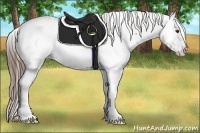 Horse Color:Liver Chestnut Sabino Appaloosa 