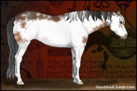Horse Color:White Spotted Buckskin Splash Frame 