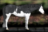 Horse Color:White Spotted Black Splash 