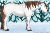 Horse Color:White Spotted Chestnut