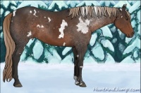 Horse Color:White Spotted Liver Chestnut 