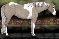 Horse Color:Silver Grullo Roan Splash Tobiano 