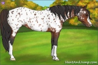 Horse Color:Bay Appaloosa 