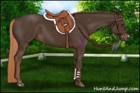 Horse Color:Liver Chestnut