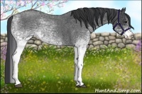 Horse Color:White Spotted Blue Roan Rabicano  and White Spotted Blue Roan Rabicano 