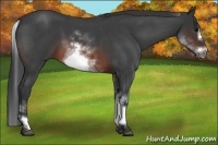 Horse Color:White Spotted Brown Roan Frame