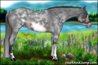 Horse Color:White Spotted Brown Roan Frame