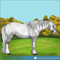 Horse Color:White Spotted Silver Buckskin Chinchilla Roan Onyx 
