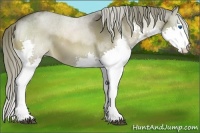 Horse Color:Liver Red Roan Mushroom Sabino Splash 